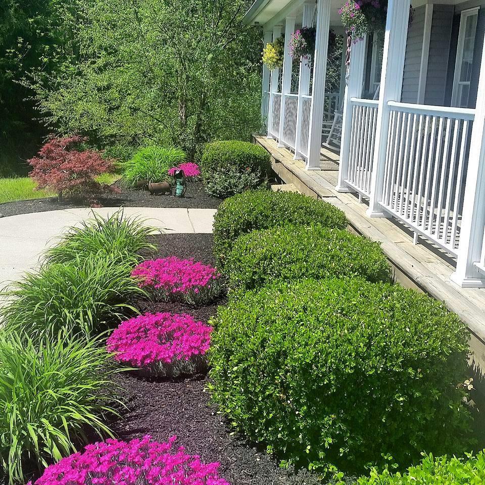 Bright pink flowers in landscaping in front of house