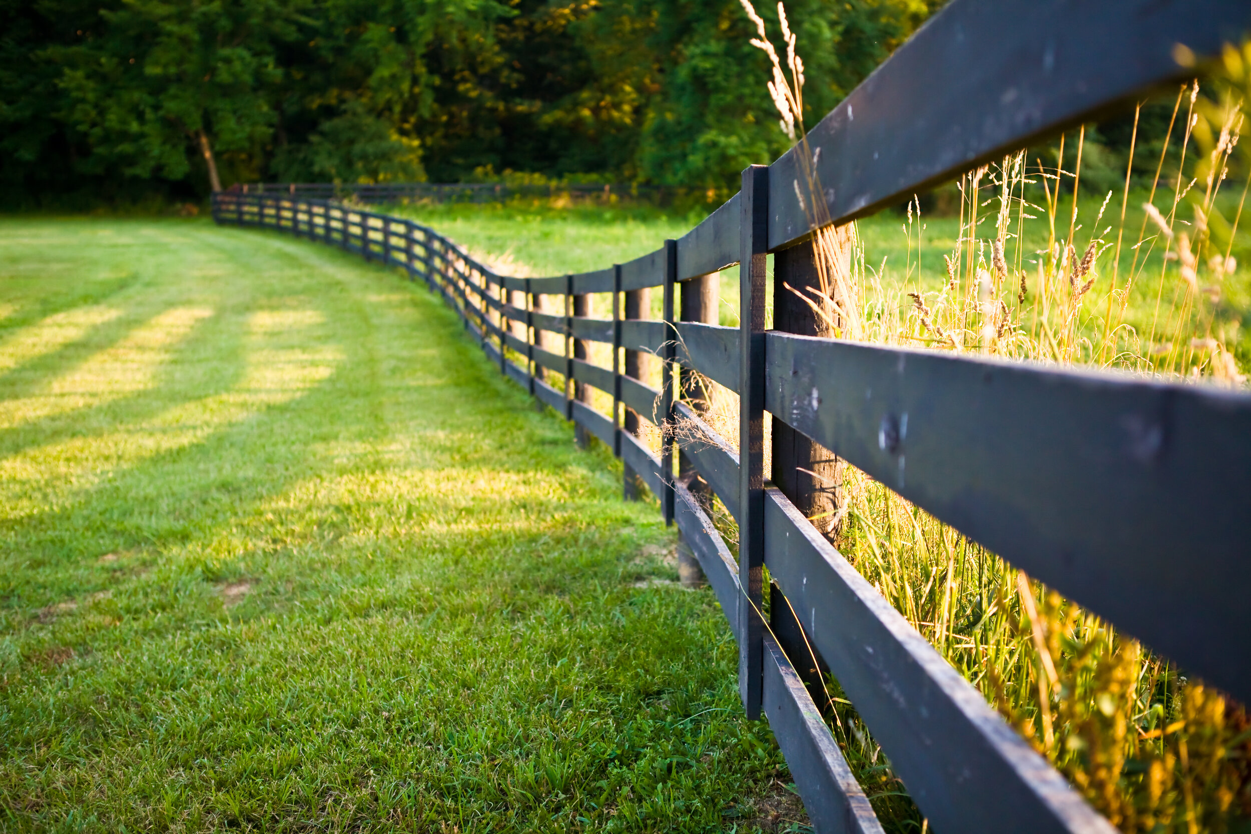 Wooden fence along the pasture